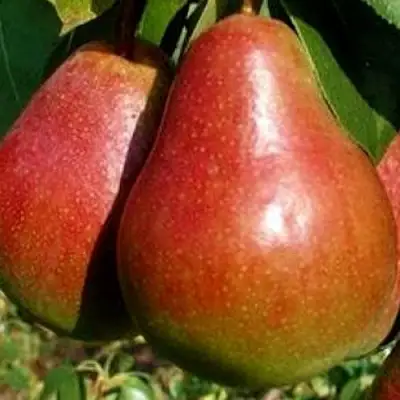 Груша ГЕРА в Горках