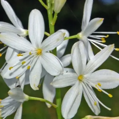 Венечник ветвистый в Горках