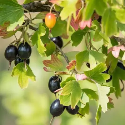 Смородина золотистая БЛЭЙКСТ в Горках