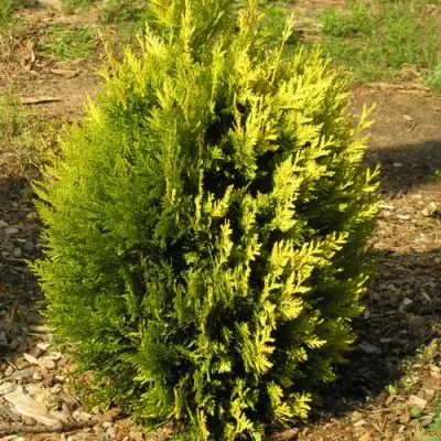 Туя КОППЕР ГОЛД западная в Горках