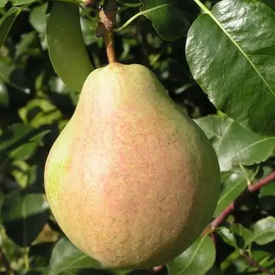 Груша ЛИРА в Горках