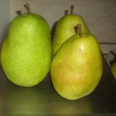 Груша БЕРЕ ЛЮКА в Горках