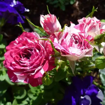 Роза ФЛЕШ ДАНС спрей в Горках