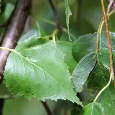 Береза ПОВИСЛАЯ в Горках