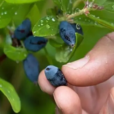 Жимолость съедобная АМФОРА в Горках