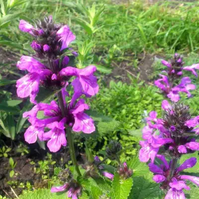 Буквица крупноцветковая в Горках