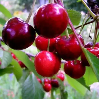 саженцы черешни