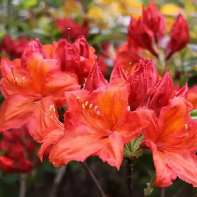 Азалия ЛИЛИНШТЕЙН японская в Горках