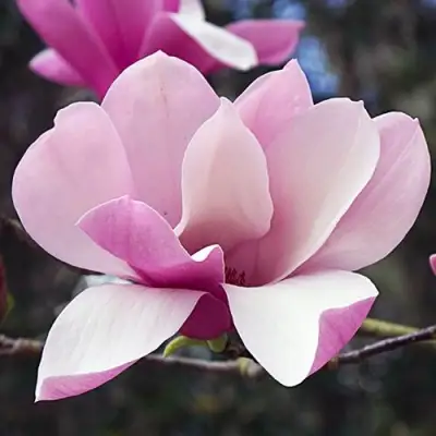 Магнолия РИККИ в Горках