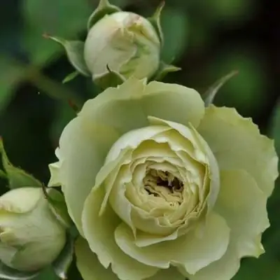 Роза ГРИН ДАЙМОНД миниатюрная в Горках