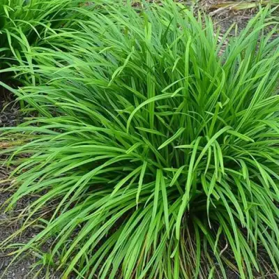 Осока АЙРИШ ГРИН в Горках