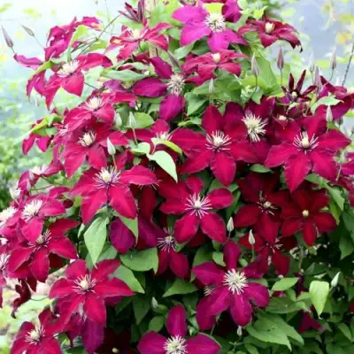 Клематис МАЗОВШЕ в Горках