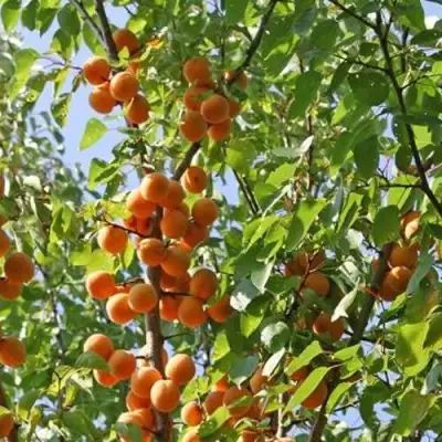 Абрикос ОРЛОВЧАНИН  в Горках