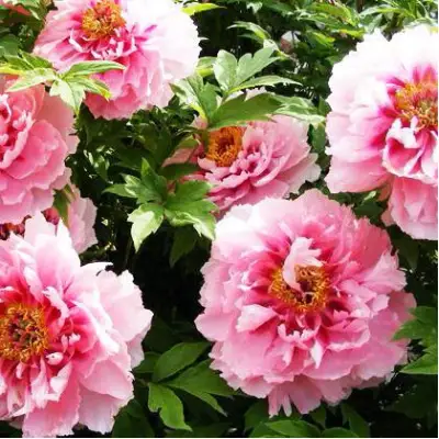 Пион СЕРЕБРИСТЫЙ РУЧЕЙ древовидный в Горках