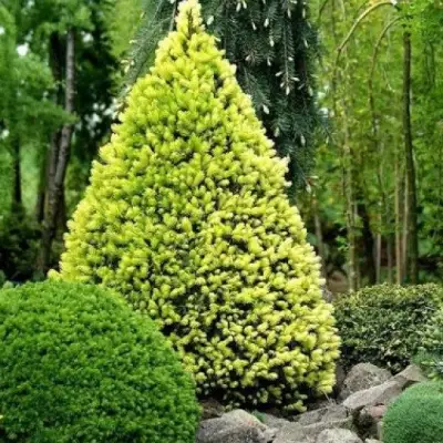 Ель РЕЙНБОУЗ ЭНД сизая в Горках