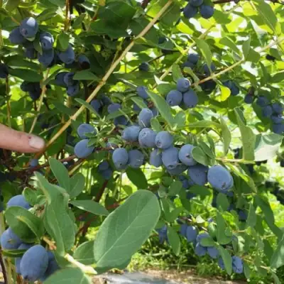 Жимолость съедобная КЛУБНИЧНАЯ СЕНСАЦИЯ в Горках