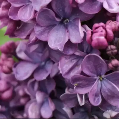 Сирень ВИОЛЕТТА в Горках