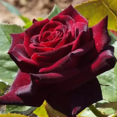 саженцы розы Блэк Баккара