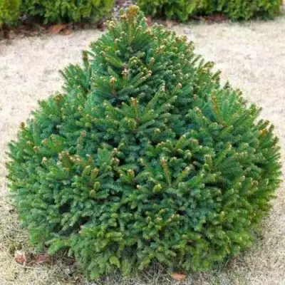 Ель БАРРИ обыкновенная в Горках