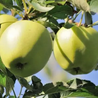 Яблоня САХАРНАЯ в Горках