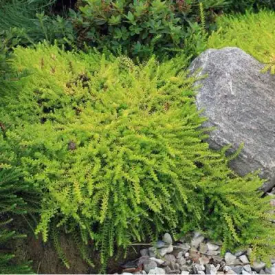 Водяника БЕРНШТЕЙН черная в Горках