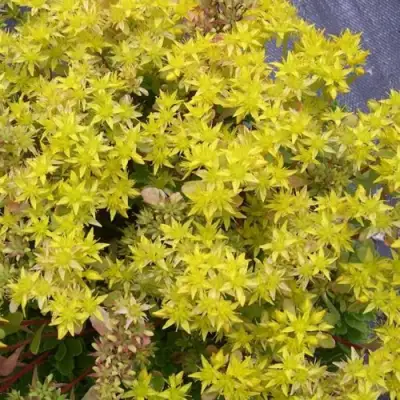 Очиток (седум) ИММЕРГРЮНХЕН в Горках