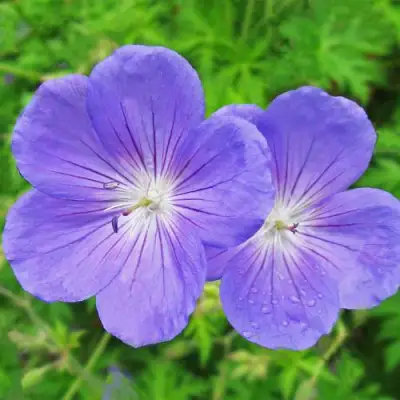 Герань БРУКСАЙД гибридная в Горках