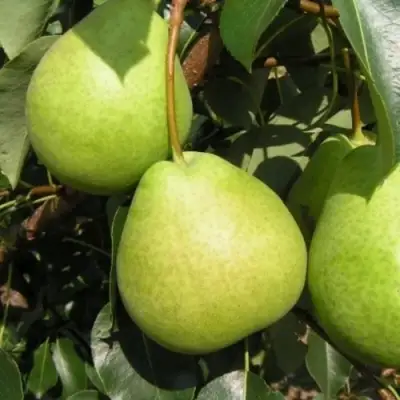 Груша ЛАГОДНАЯ в Горках