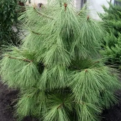 Сосна желтая  в Горках