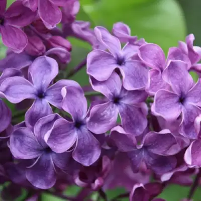 Сирень СУМЕРКИ в Горках