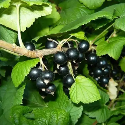 Смородина черная БАГИРА в Горках