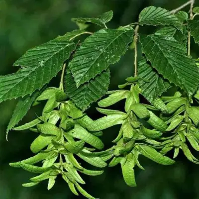 Граб  в Горках