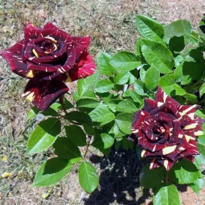 Роза АБРАКАДАБРА чайно-гибридная в Горках