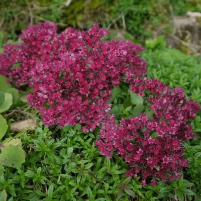 Очиток (седум) РУБИ ГЛОУ скальный в Горках