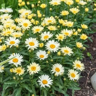 Нивяник БРОДВЕЙ ЛАЙТС великолепный в Горках