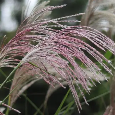 Мискантус МАЛЕПАРТУС китайский  в Горках