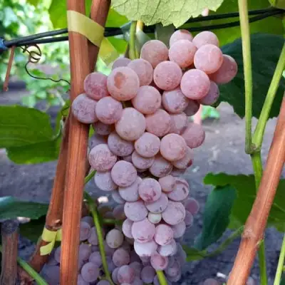 Виноград РИЛАЙНС ПИНК СИДЛИС в Горках