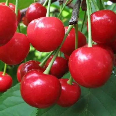 Дюк ПРЕВОСХОДНАЯ ВЕНЬЯМИНОВА в Горках