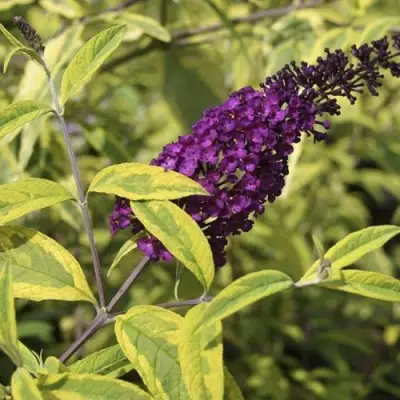 Буддлея давида САНТАНА  в Горках