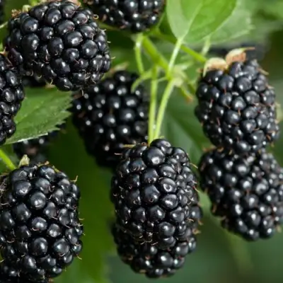Ежевика ЧЕРНАЯ МАГИЯ ремонтантная  в Горках