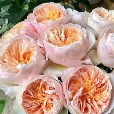 Роза ДЖУЛЬЕТТА английская в Горках