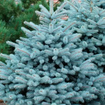 Ель СУПЕР БЛЮ СИДЛИНГ колючая в Горках