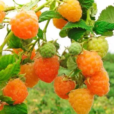 Малина ЗОЛОТЫЕ КУПОЛА в Горках