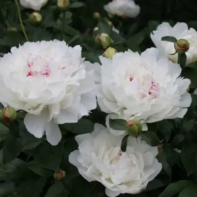 Пион ФЕСТИВА МАКСИМА травянистый в Горках