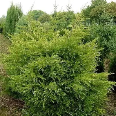 Можжевельник КУРИВАО ГОЛД китайский в Горках
