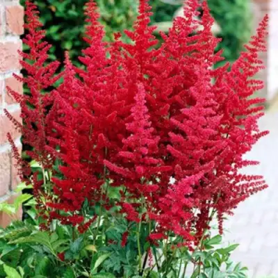 Астильба БУРГУНДИ РЕД Арендса в Горках