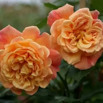 Роза АЛОХА плетистая в Горках