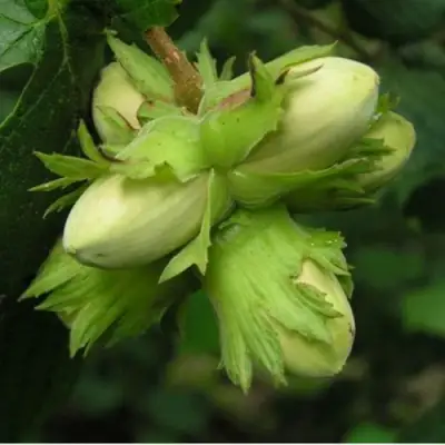 Фундук ТАМБОВСКИЙ ПОЗДНИЙ в Горках