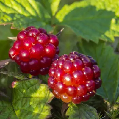 Княженика ЛИНДА в Горках