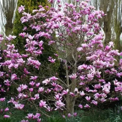 Магнолия ГАЛАКСИ в Горках
